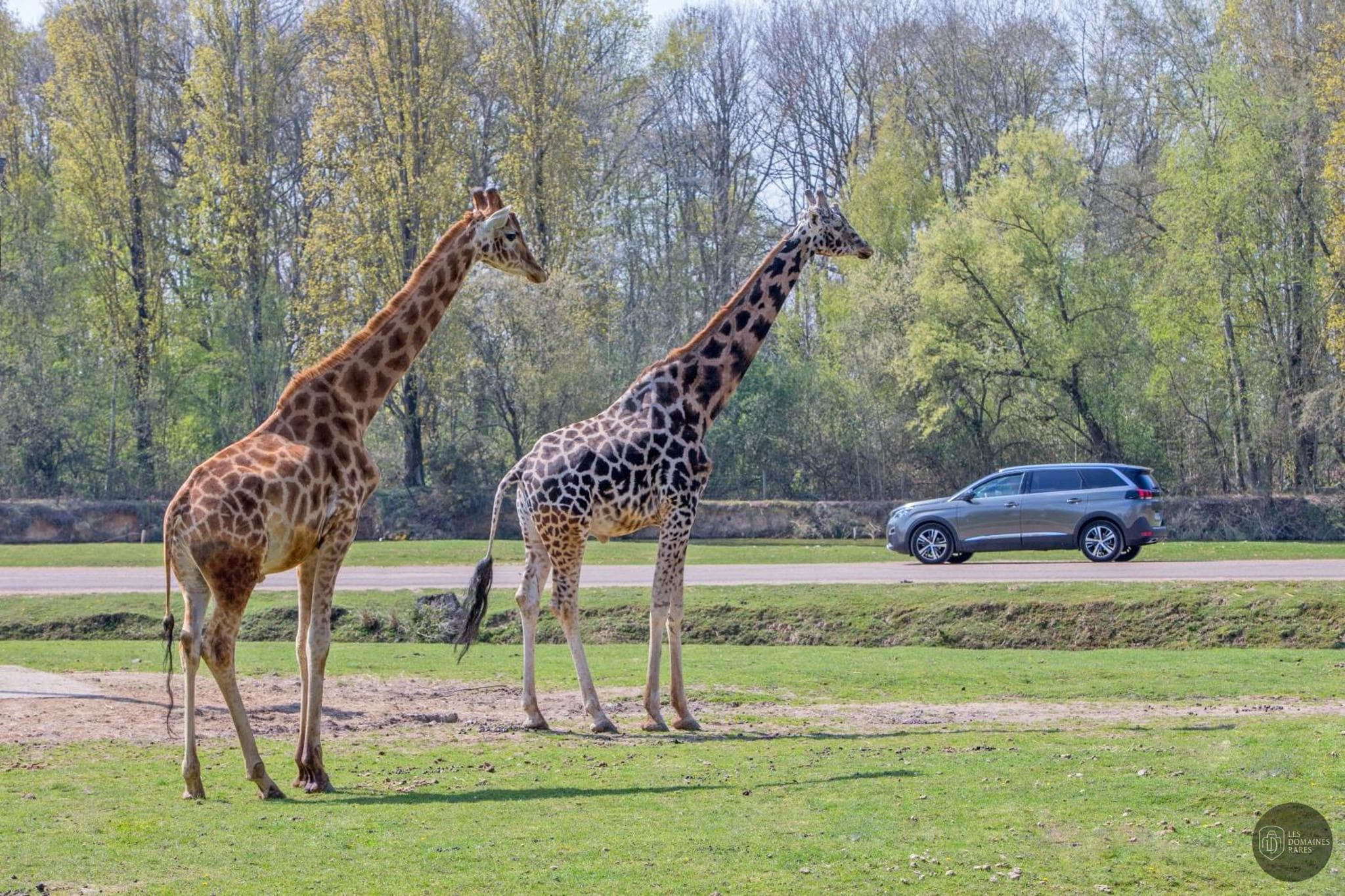 Wow Safari Thoiry — Extérieur