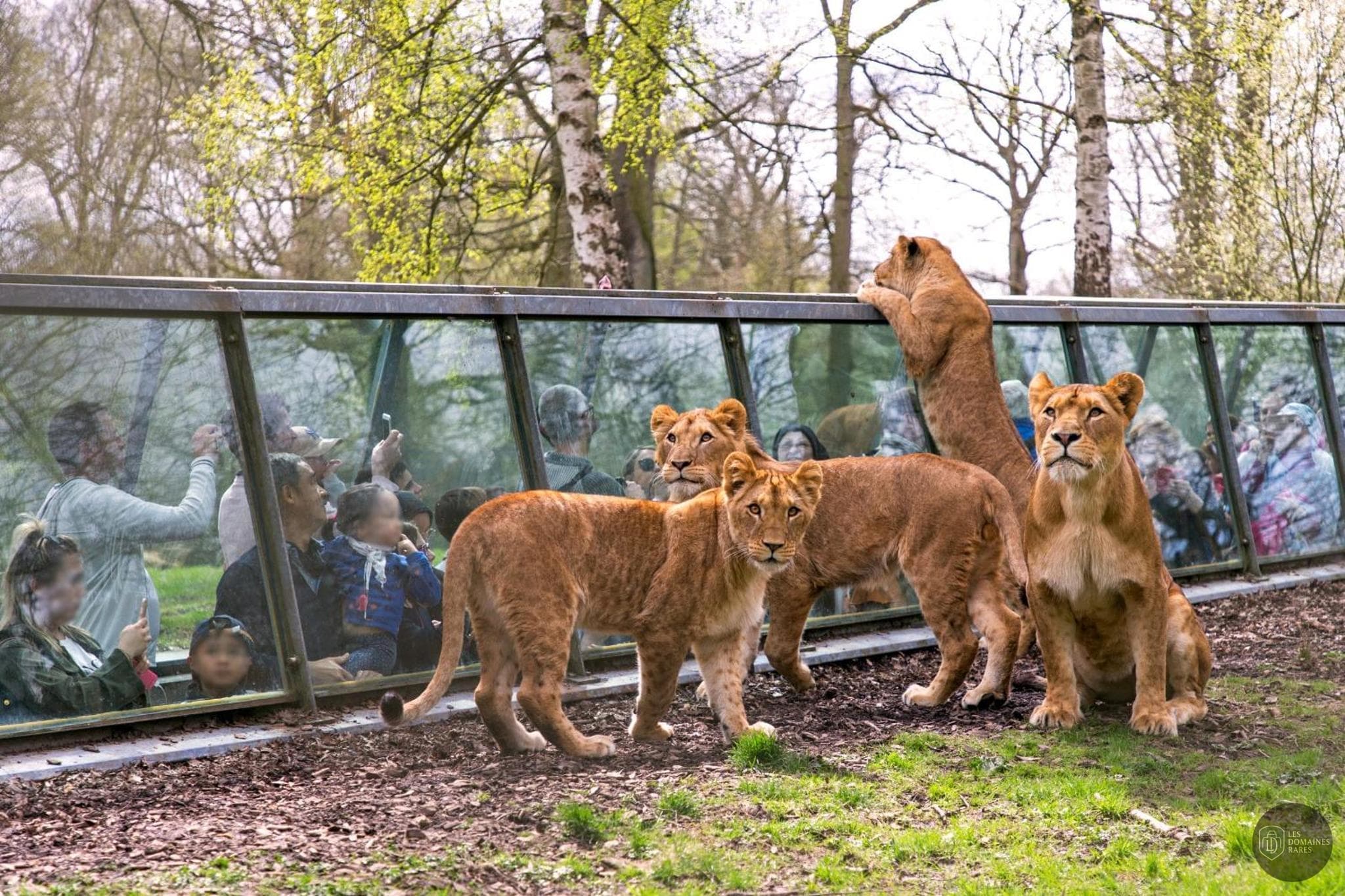 Wow Safari Thoiry — Extérieur