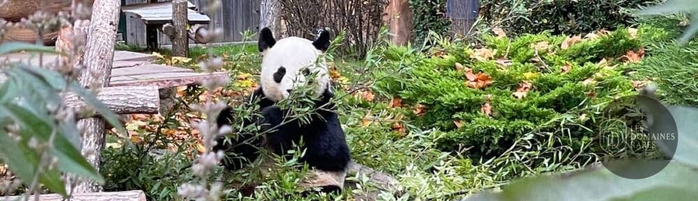 Panda dans son enclos