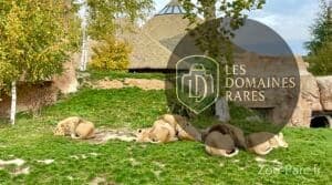Lions se reposant à l'extérieur