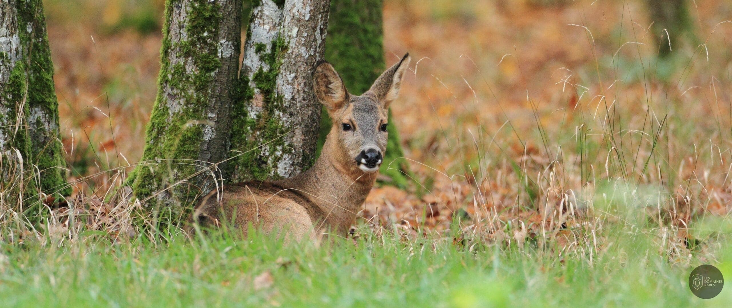 Vue du lieu Zoodyssée en Nouvelle-Aquitaine