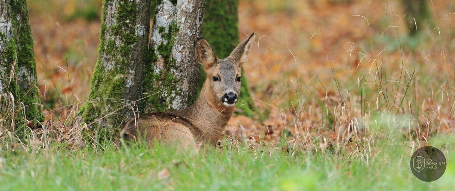 Vue extérieure du lieu Zoodyssée en Nouvelle-Aquitaine