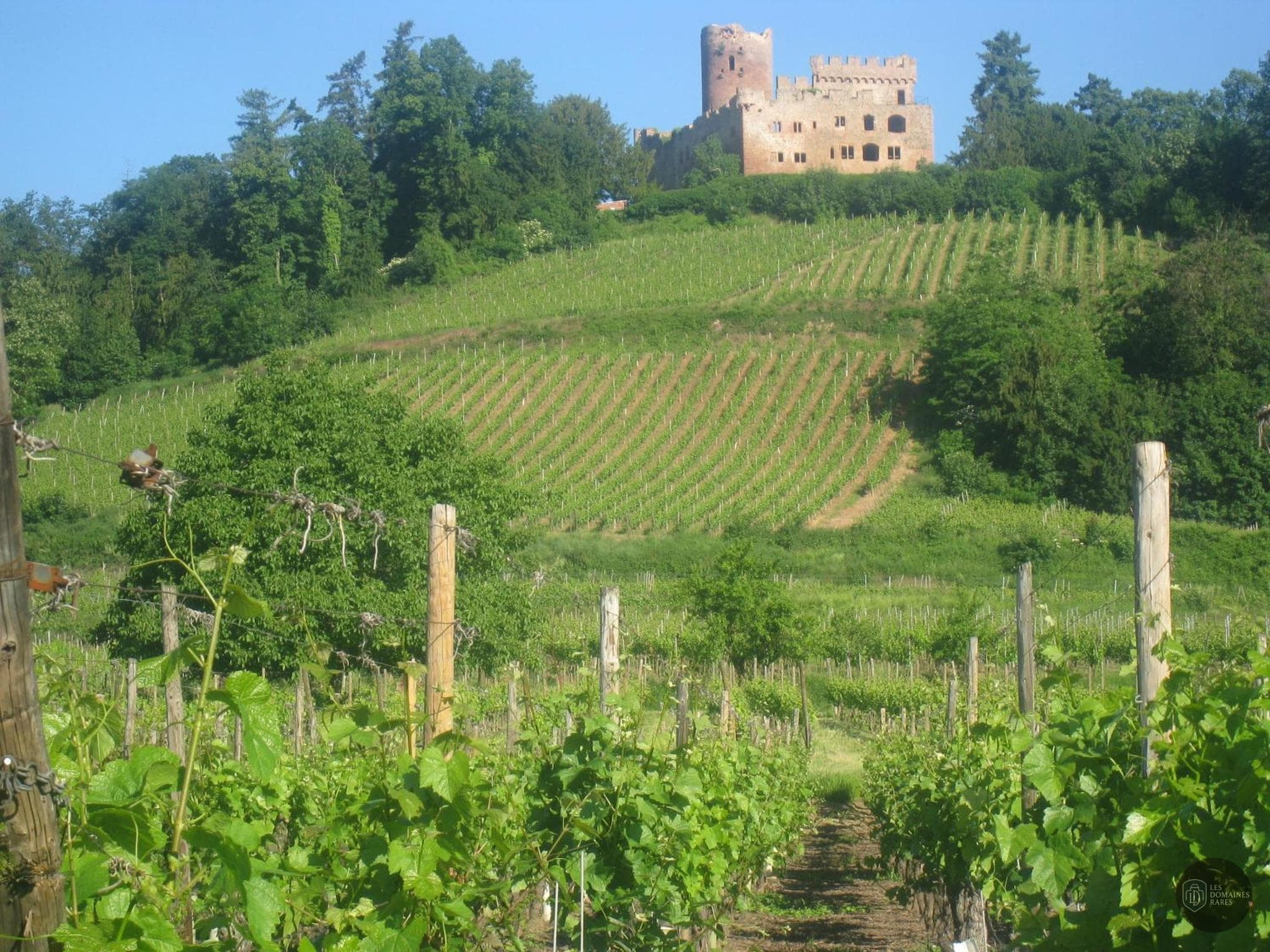 AIVA - Académie Internationale des Vins en Alsace