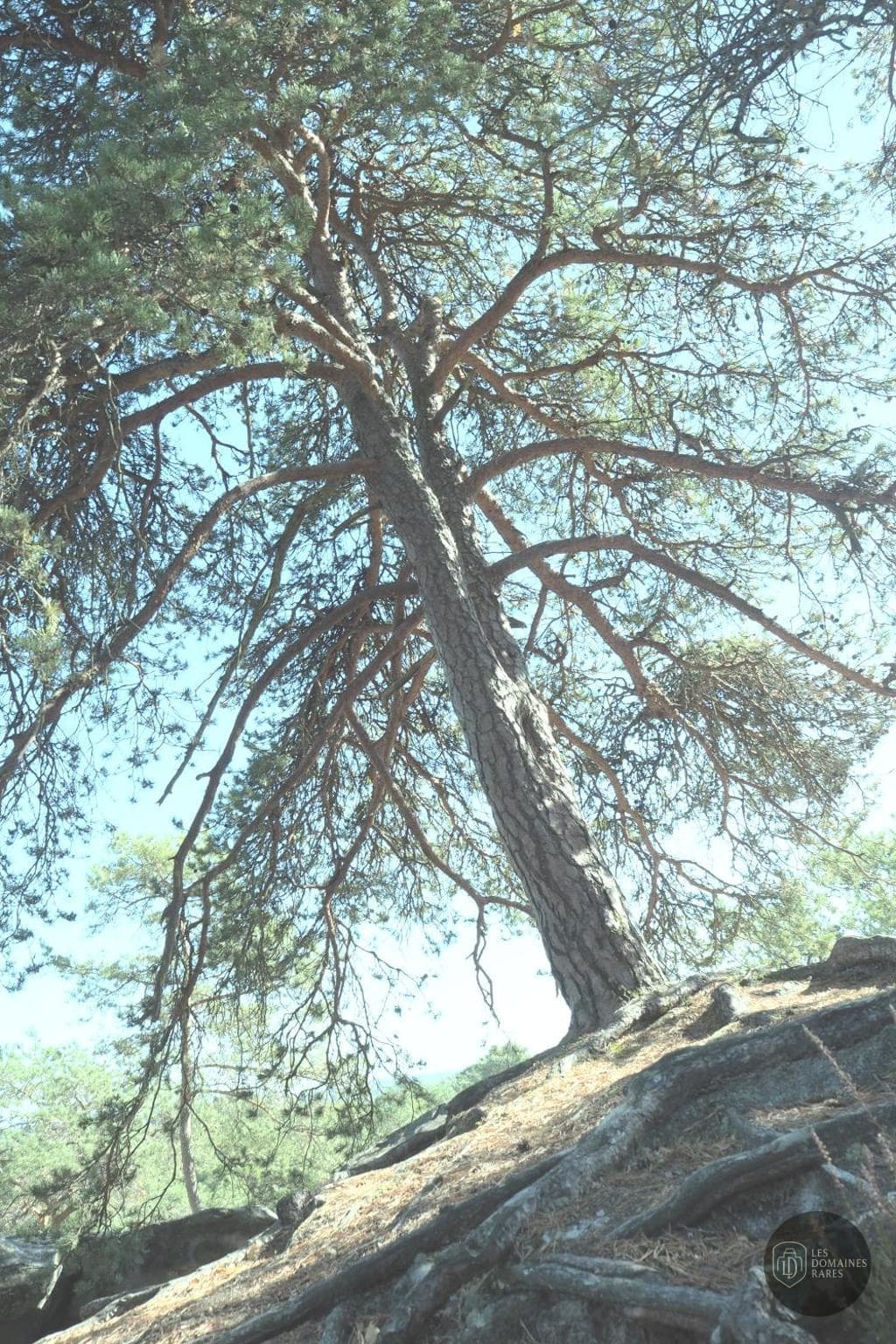 A L'Orée de la Forêt