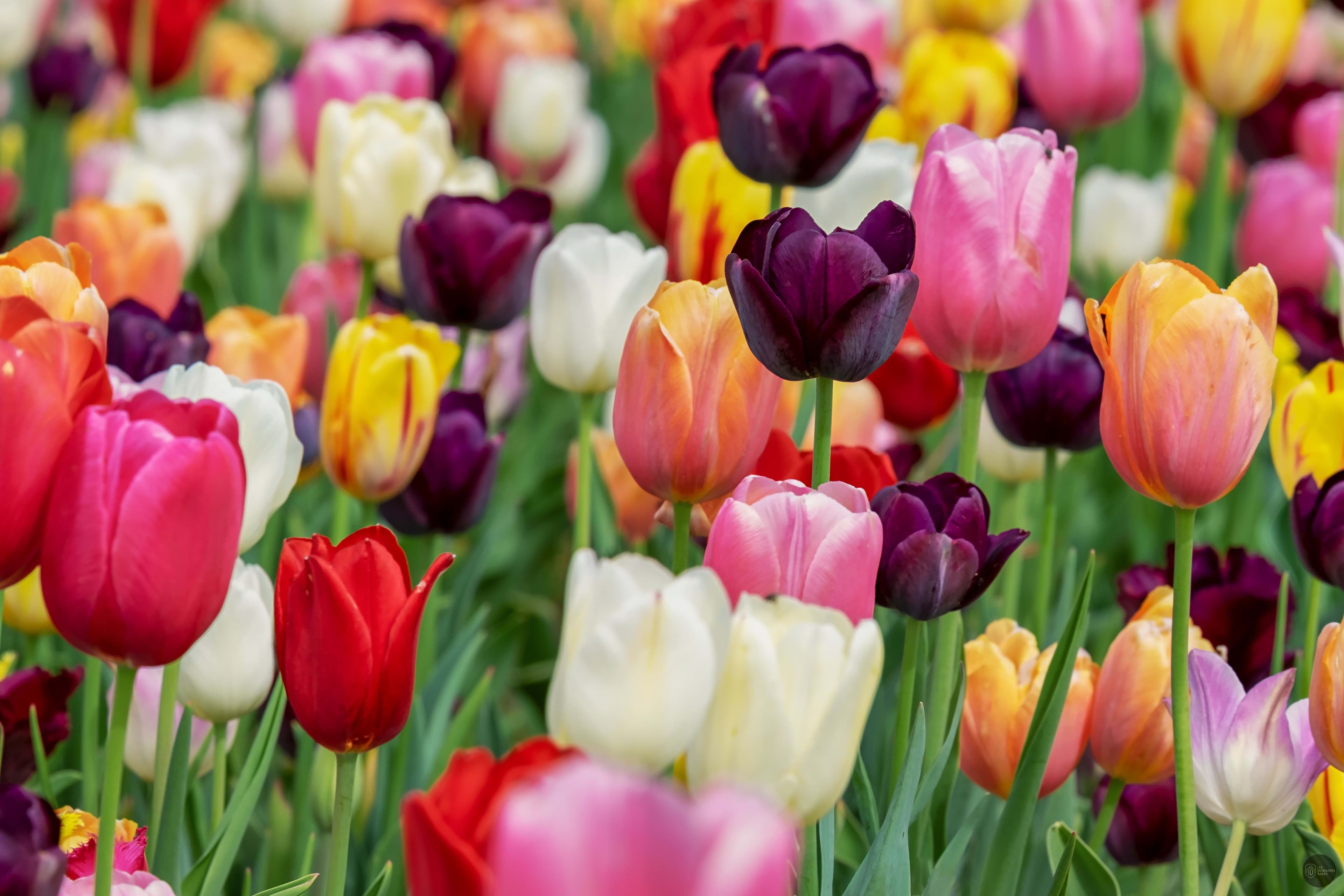 Aux Tulipes