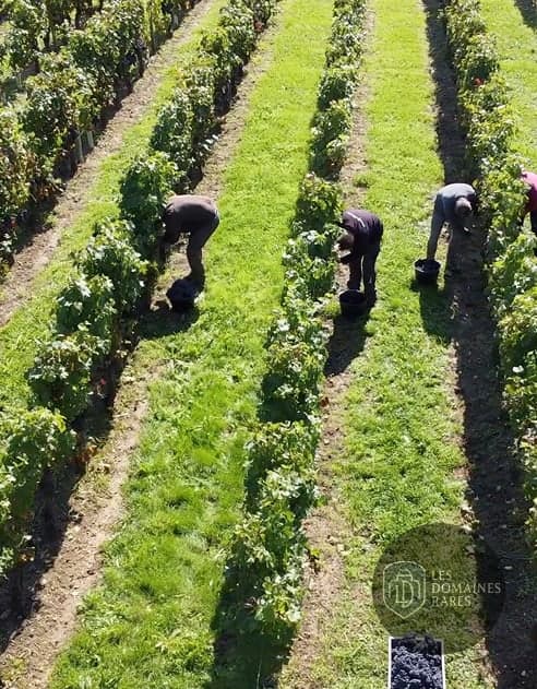 Domaine Angelliaume