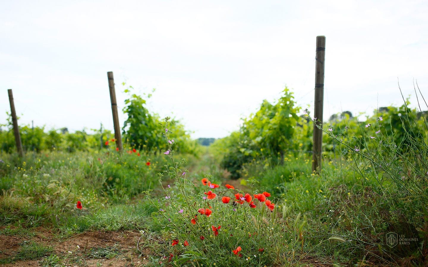 Domaine de Sulauze