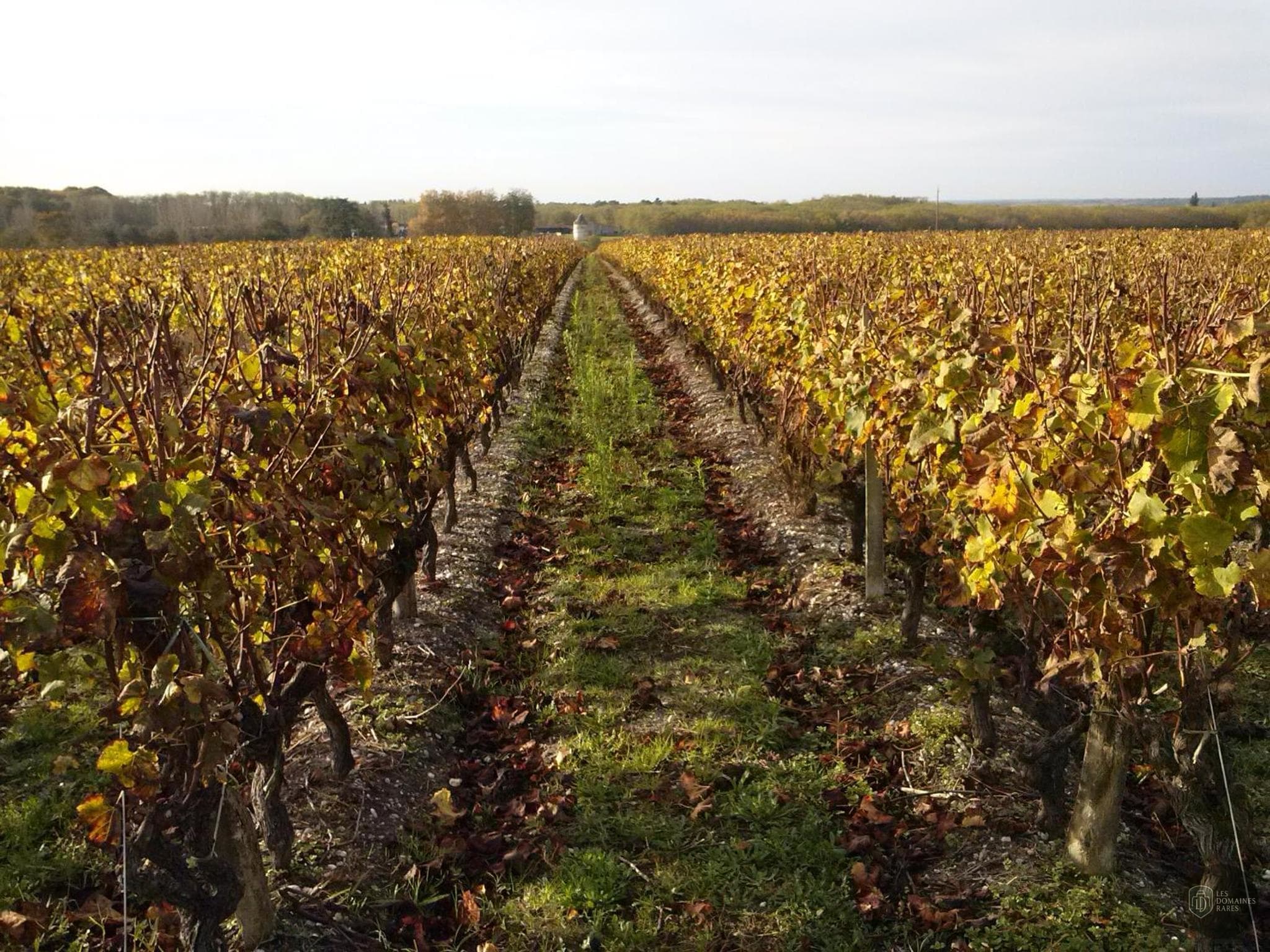 Les Ormeaux