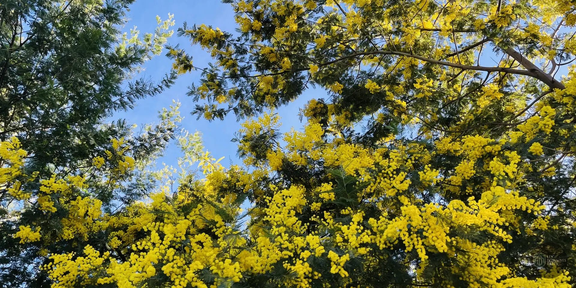 Mimosa